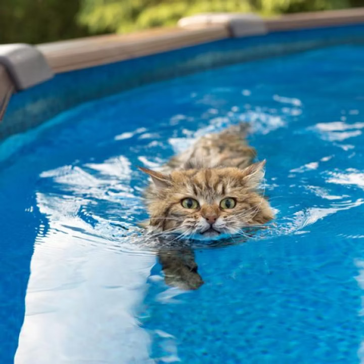 Llevar gato al agua